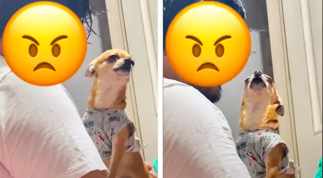 Los usuarios de TikTok convirtieron el clip en viral y no dejaron pasar por alto la actitud del perrito. Los usuarios de TikTok convirtieron el clip en viral y no dejaron pasar por alto la actitud del perrito.