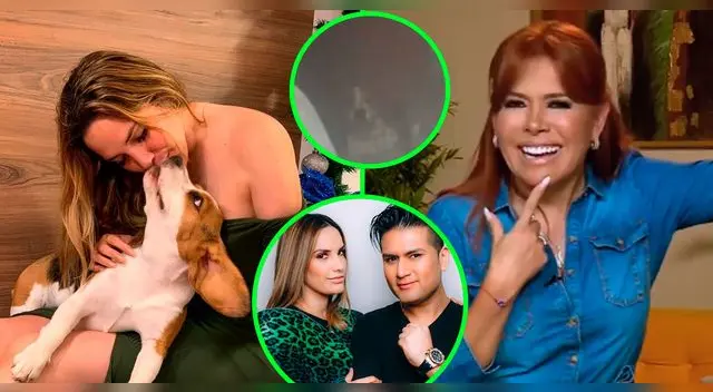 Magaly Medina expuso a Deyvis y Cassandra al dejar a sus perritos en un albergue. Magaly Medina expuso a Deyvis y Cassandra al dejar a sus perritos en un albergue.