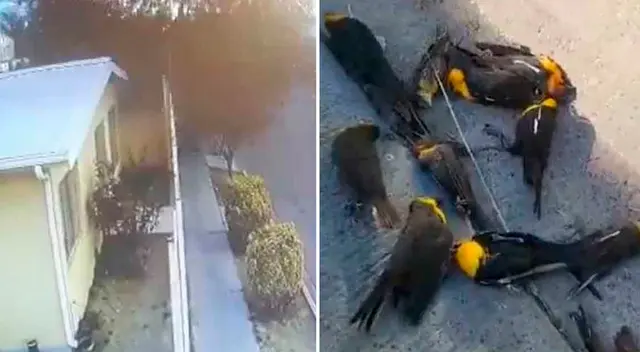 En un video se ve cómo las aves caen repentinamente. En un video se ve cómo las aves caen repentinamente.