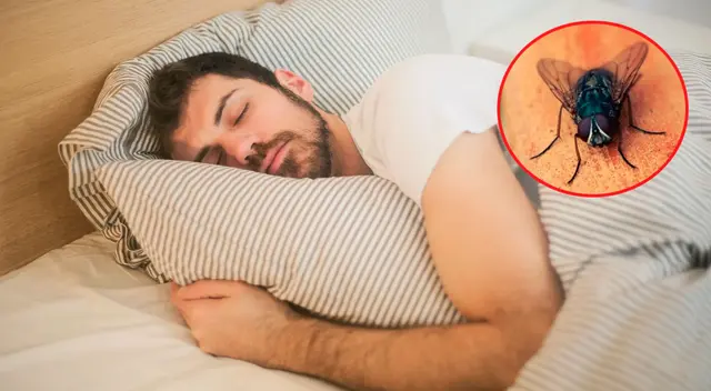 Conoce el significado de soñar con moscas. Conoce el significado de soñar con moscas.