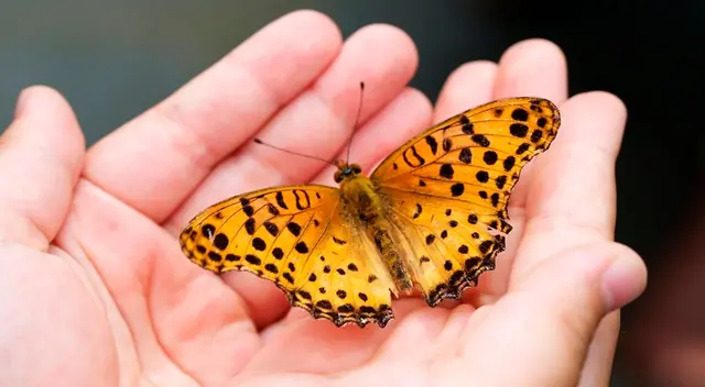 Significado de soñar con mariposas.