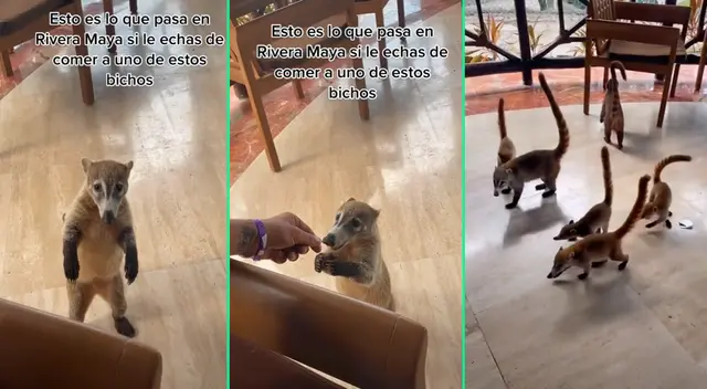El animal apareció con toda su familia en conjunto. El animal apareció con toda su familia en conjunto.