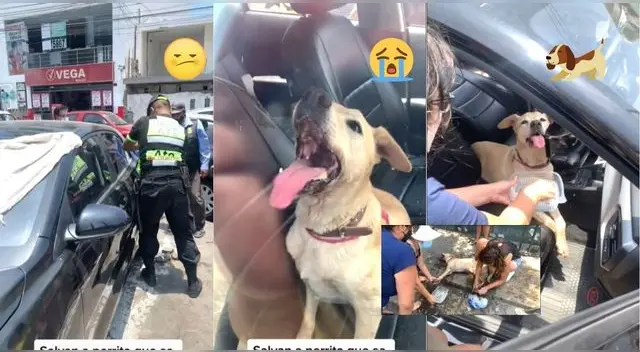 La perrita fue dejado dentro del carro de su dueño con todas las lunas cerradas en pleno calor. La perrita fue dejado dentro del carro de su dueño con todas las lunas cerradas en pleno calor.