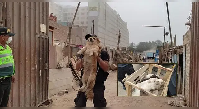 Personal de la Policía rescató a más de 18 perritos desnutridos en un basural. Personal de la Policía rescató a más de 18 perritos desnutridos en un basural.
