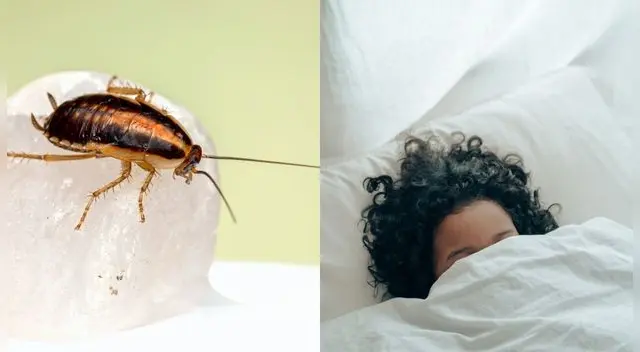 Soñando con cucarachas: Interpretación de sueños Soñando con cucarachas: Interpretación de sueños