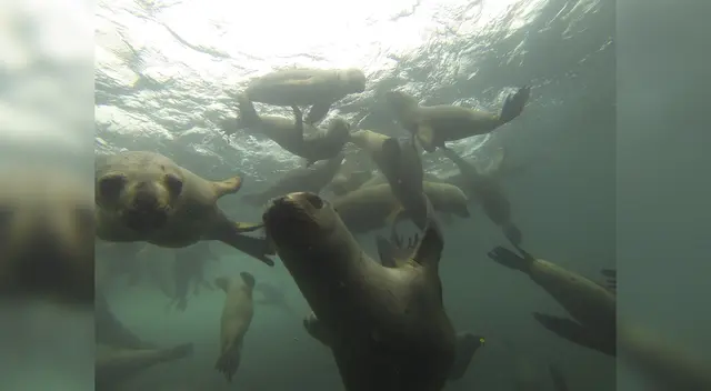 Provincia Constitucional del Callao tendría una de las colonias más grandes de lobos marinos chucos del Perú. Provincia Constitucional del Callao tendría una de las colonias más grandes de lobos marinos chucos del Perú.