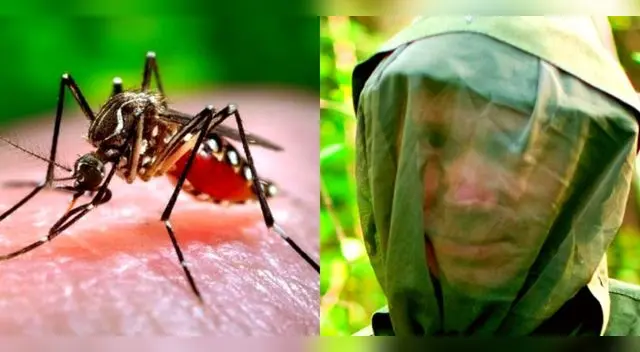 Normalmente la encefalitis japonesa no desarrolla síntomas.