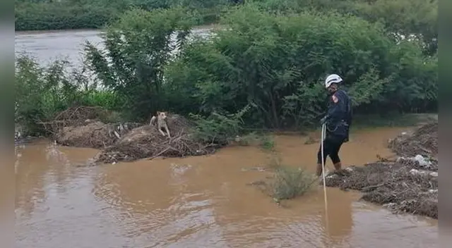 Ante esta situación, los agentes pusieron en práctica técnicas de rescate.