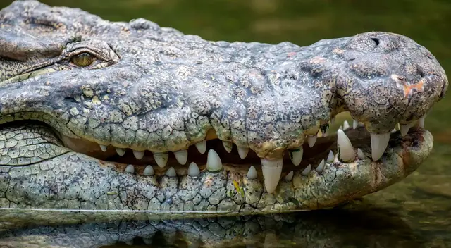 Significado de soñar con cocodrilos. Significado de soñar con cocodrilos.