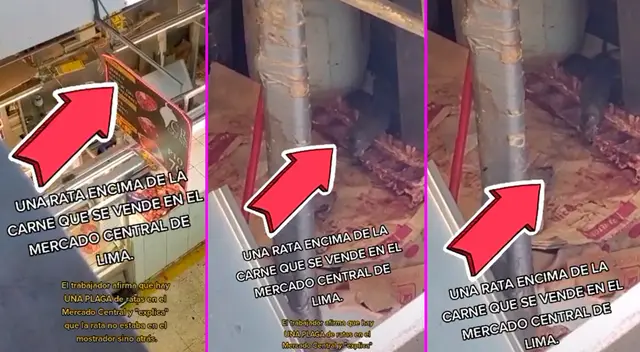 El usuario captó el preciso momento en que el animal se comía la carne.