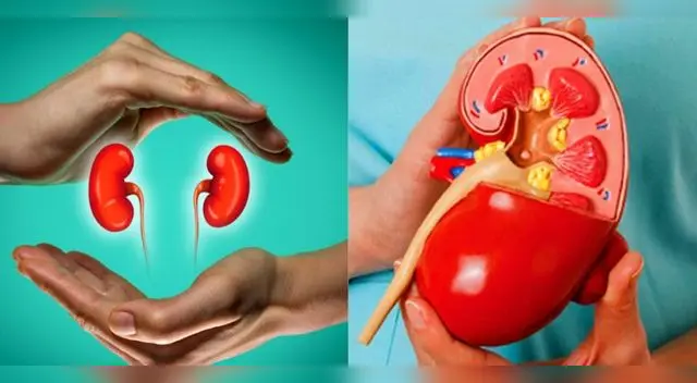 El cáncer de riñón inicia cuando algunas células del riñón desarrollan mutaciones. El cáncer de riñón inicia cuando algunas células del riñón desarrollan mutaciones.