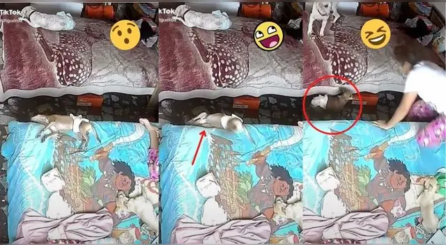 Perrito se cae de la cama mientras duerme y desata risas por singular escena en la red social.