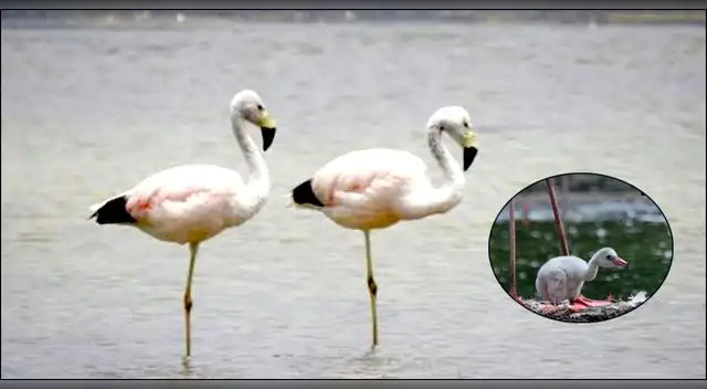 Primeros cuatro polluelos de flamenco nacen en el Parque de la Leyenda. Primeros cuatro polluelos de flamenco nacen en el Parque de la Leyenda.