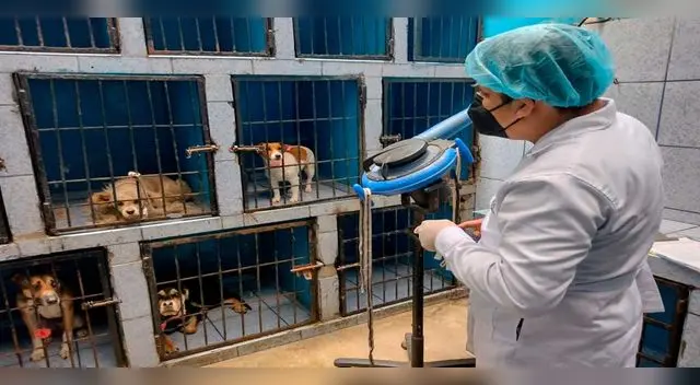 Veterinarias funcionaban en locales en condiciones insalubres. Veterinarias funcionaban en locales en condiciones insalubres.