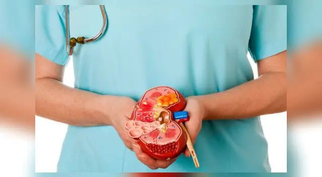 Experta explica cómo cuidar los riñones