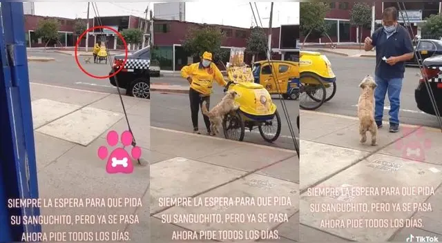 El perrito se emocionó y saltó de felicidad al notar que se acercaba una mujer vendedora de helados. El perrito se emocionó y saltó de felicidad al notar que se acercaba una mujer vendedora de helados.