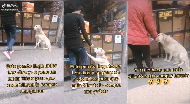 El perrito puso su cara de pena para que las personas que llegan a la tienda le den comida. El perrito puso su cara de pena para que las personas que llegan a la tienda le den comida.