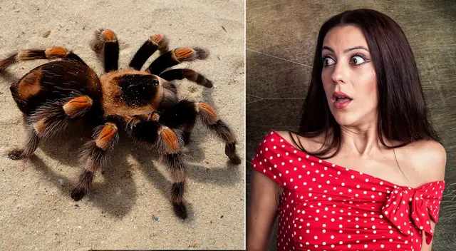 Significa de soñar que me pican arañas. Significa de soñar que me pican arañas.