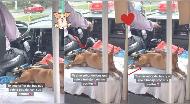 Chófer es viral en redes sociales por llevar a sus perritos en su bus para no dejarlos solos en casa.