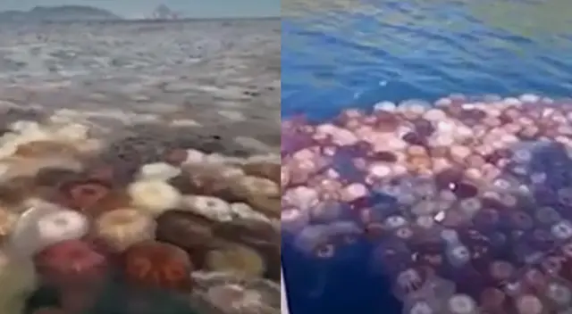 Masiva aparición de medusas sorprende a pescadores en Áncash [VIDEO]