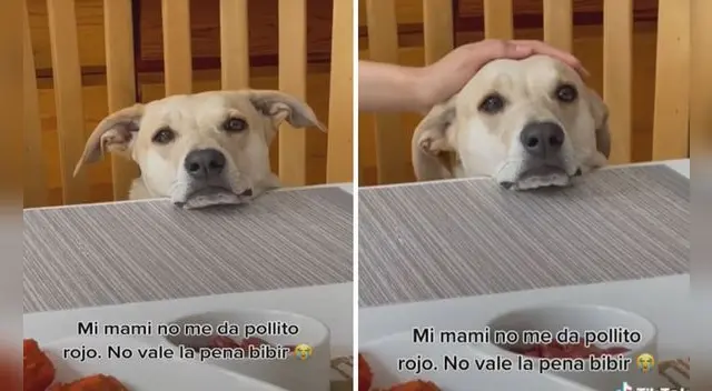 Miles de usuarios de las redes sociales quedaron cautivados con la tierna conducta del can. Foto: captura de TikTok