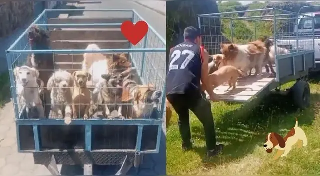 El joven los dejó libres para que se divirtieran en el campo y disfrutaran de la naturaleza. El joven los dejó libres para que se divirtieran en el campo y disfrutaran de la naturaleza.