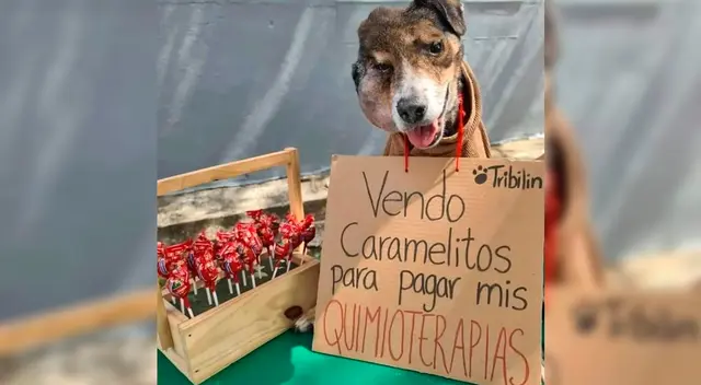 La publicación del perrito junto a unos dulces se hizo viral en Facebook.