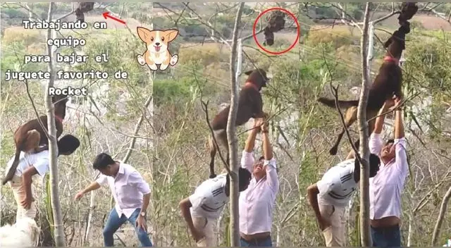 Usuarios en TikTok no dudaron en lanzar comentarios lindos sobre el buen trabajo conjunto que hicieron.