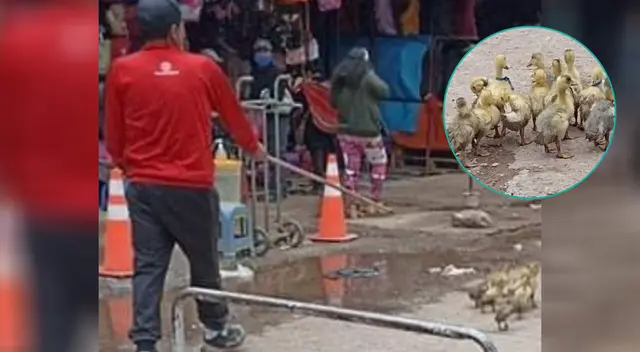 Sujeto maltrataba animales a plena luz del día y en calles de Juliaca.