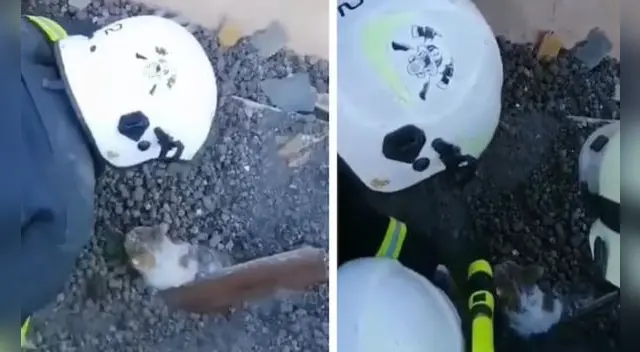 Guerra en Ucrania: el conmovedor rescate de un gatito enterrado en los escombros. Foto: captura de Facebook.