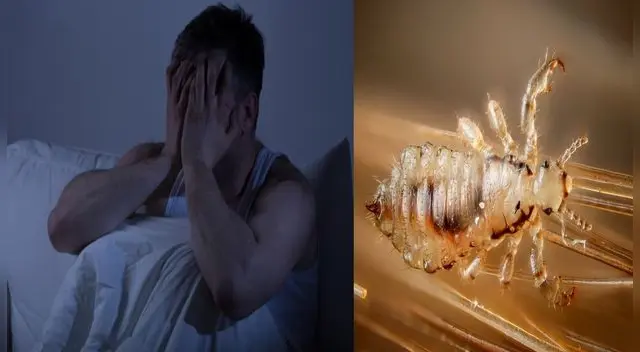 ¿Sueñas con piojos? Aquí te explicamos qué significa este sueño.