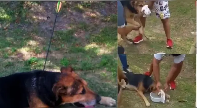 Por el momento se desconoce el responsable de tan horrendo crimen contra el animalito. Por el momento se desconoce el responsable de tan horrendo crimen contra el animalito.