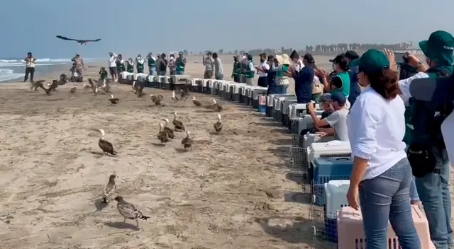 Los animales fueron puestos en libertad en una zona alejada de la contaminación del crudo.