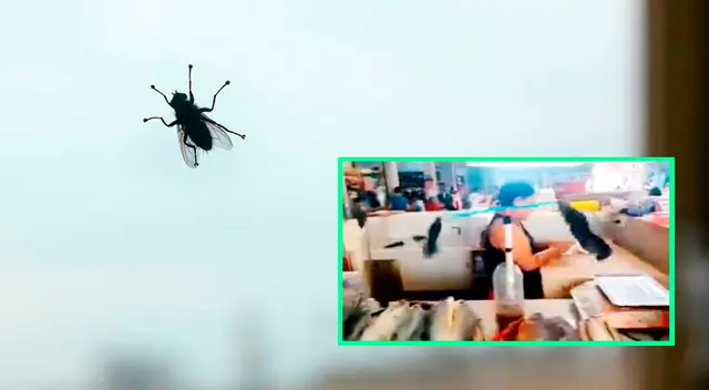 Las moscas no faltaron en el lugar, pero un aparato artesanal logró espantar a estos insectos. Las moscas no faltaron en el lugar, pero un aparato artesanal logró espantar a estos insectos.