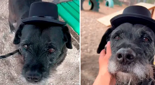 El perrito fue vestido con su traje más elegante para recibir a sus futuros dueños.