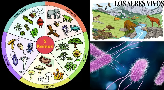 Se dividen en 5 reinos: animal, vegetal, fungi, protista y monera. Se dividen en 5 reinos: animal, vegetal, fungi, protista y monera.