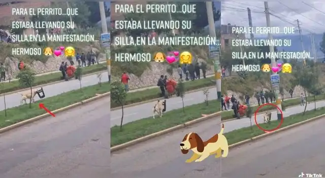El video se volvió viral en TikTok y trajó miles de reacciones por tan linda escena en plena manifestación.