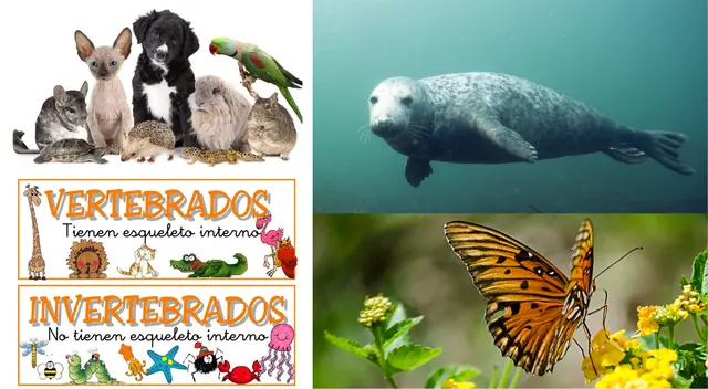 Pueden clasificarse por su desplazamiento, hábitat natural, alimentación, reproducción o tipo de esqueleto.