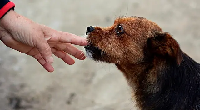 El hombro cayó en depresión tras perder a sus mascotas.