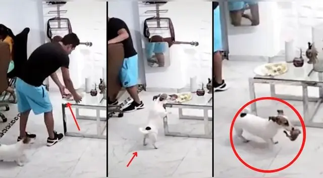 El video del perrito ha generado miles de risas y comentarios entre los usuarios de la red social.