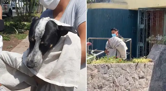 Vecinos alertaron que el animal era maltratado todos los días Vecinos alertaron que el animal era maltratado todos los días