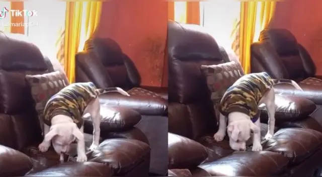 El perrito hizo todo lo posible para sacar su juguete favorito del sofá de su dueña. Foto: TikTok/Captura de pantalla El perrito hizo todo lo posible para sacar su juguete favorito del sofá de su dueña. Foto: TikTok/Captura de pantalla