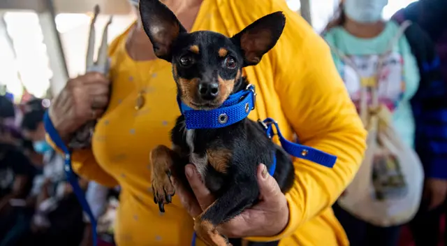 Los mejores lugares para viajar y llevar a tu mascota. Los mejores lugares para viajar y llevar a tu mascota.