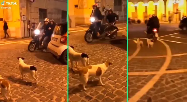 Los perritos no se dejaron engañar e intentaron alcanzar a los moticiclistas.