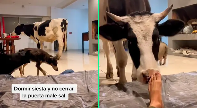 La peculiar escena se hizo viral en TikTok.
