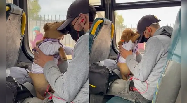 El tierno video cuenta con más de un millón de visualizaciones. Foto: captura de TikTok