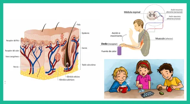 El órgano principal del tacto es la piel. El órgano principal del tacto es la piel.