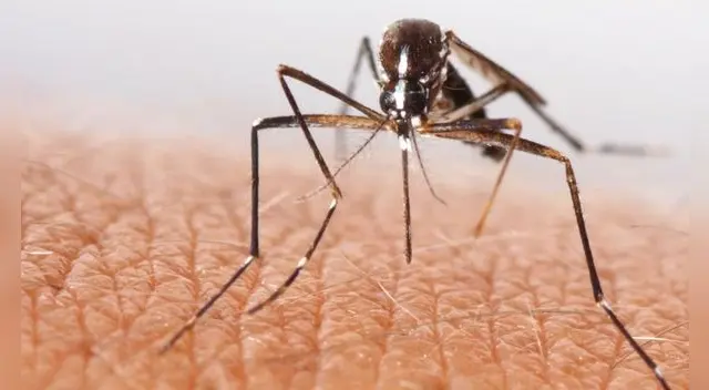 Conoce por qué el mosquito sería un vector para el inicio de una nueva pandemia.