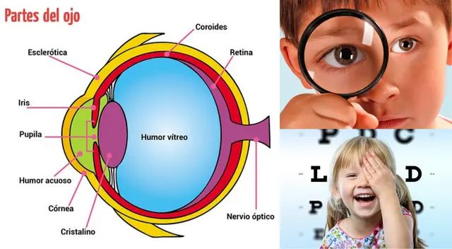 El órgano receptor de la vista es el ojo.