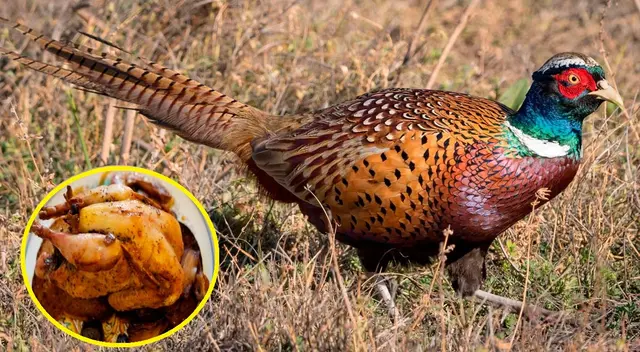 Conoce todo acerca del faisán el ave incluida en la canasta básica familiar por el Congreso de la República